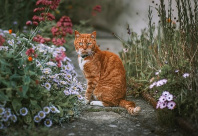 灰色水泥地面上的橙色斑猫